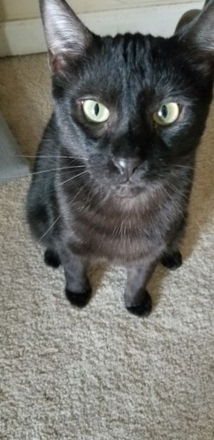 Coal