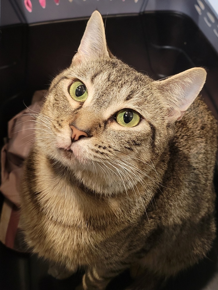 Sybil