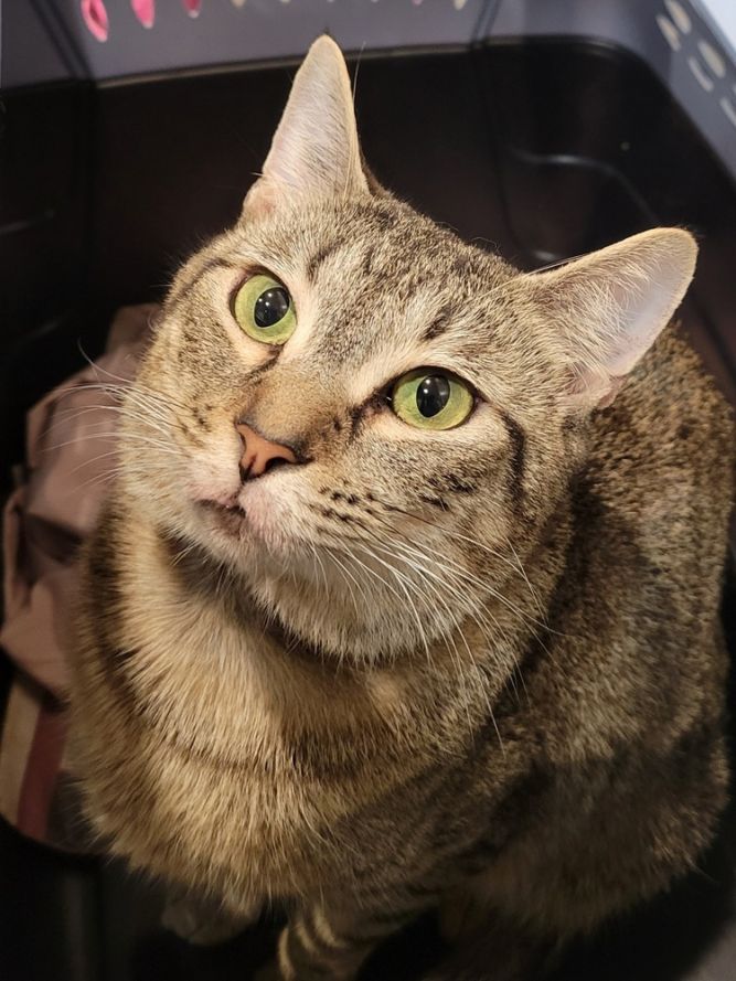 Sybil