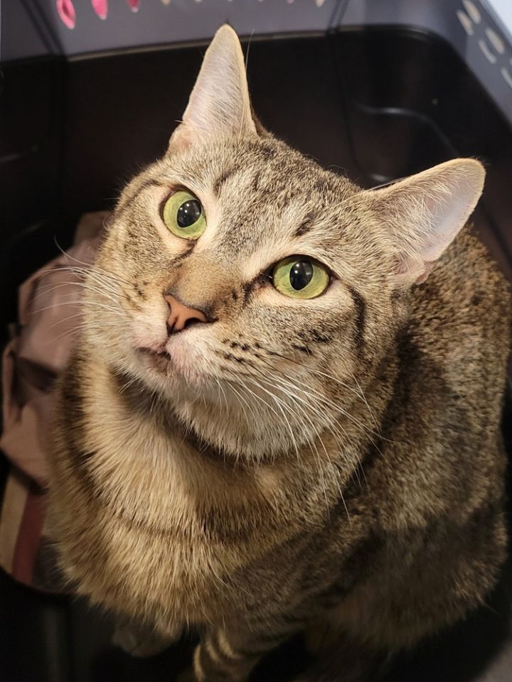 Sybil 1