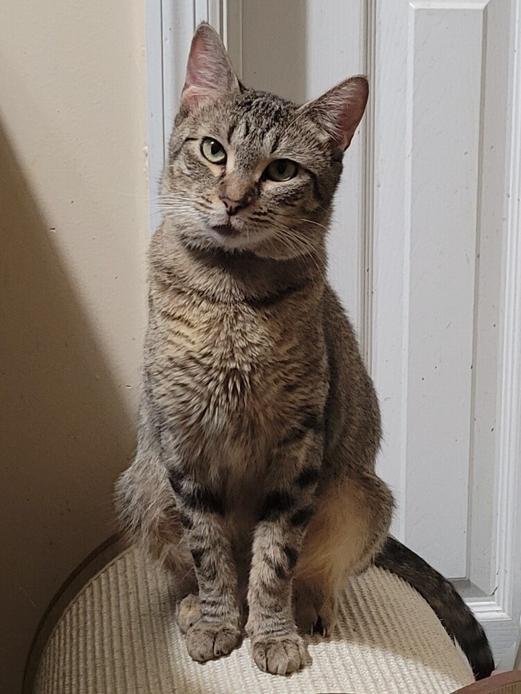 Sybil