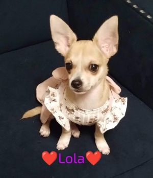 LOLA