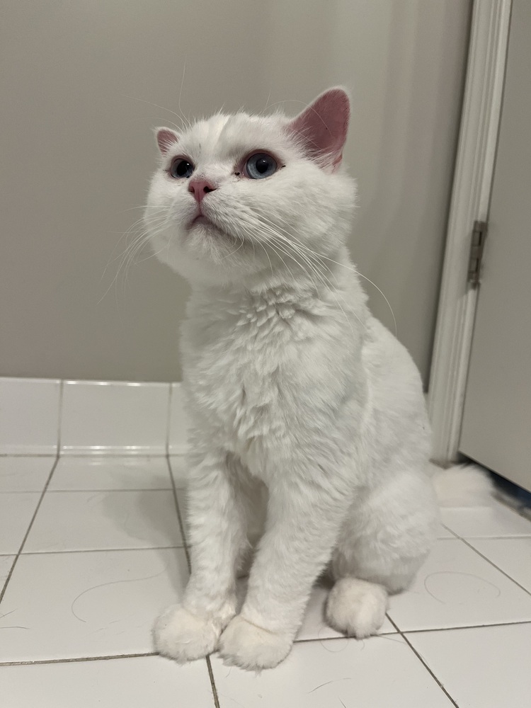 Marley, an adoptable Ragdoll in Vienna , VA, 22180 | Photo Image 1