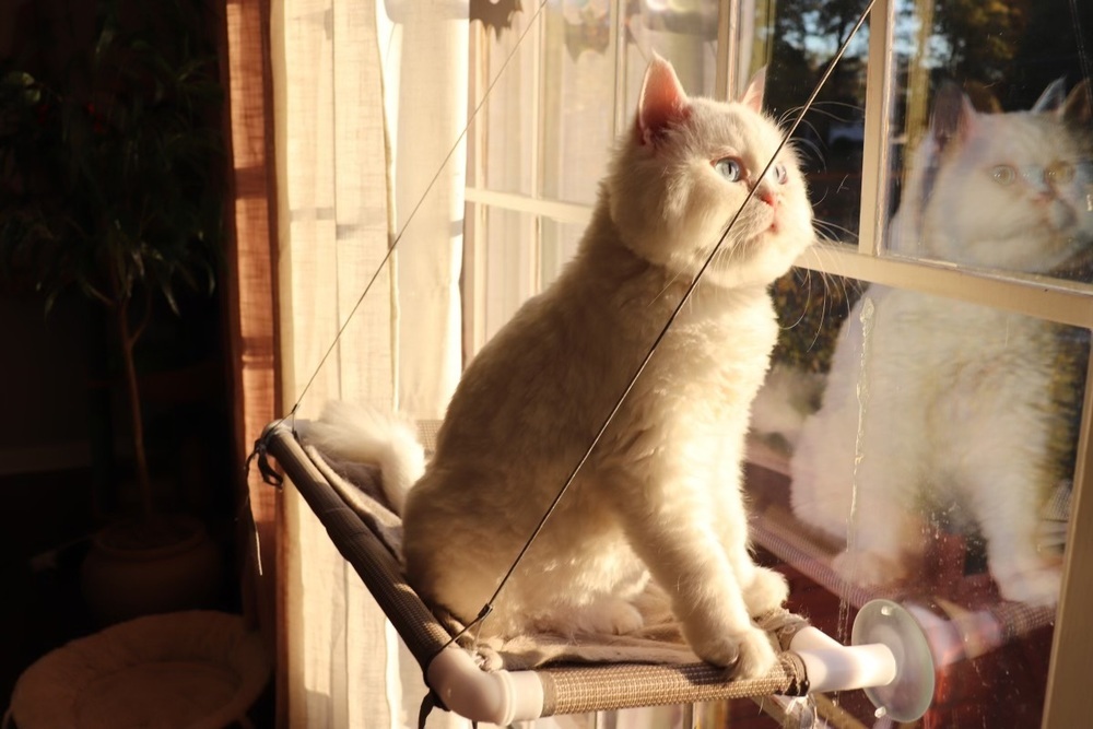 Matthew, an adoptable Ragdoll in Vienna , VA, 22180 | Photo Image 1