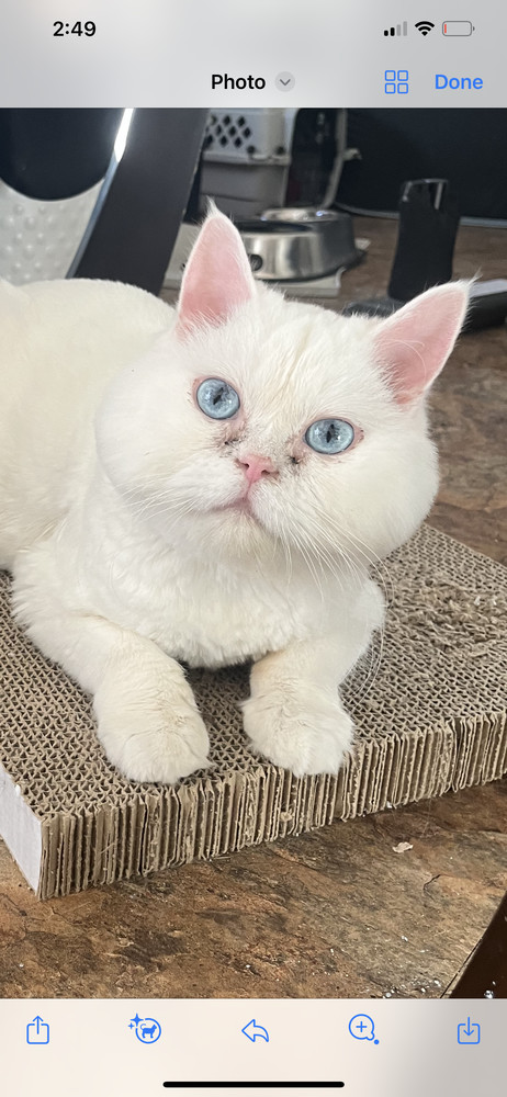 Matthew, an adoptable Ragdoll in Vienna , VA, 22180 | Photo Image 2