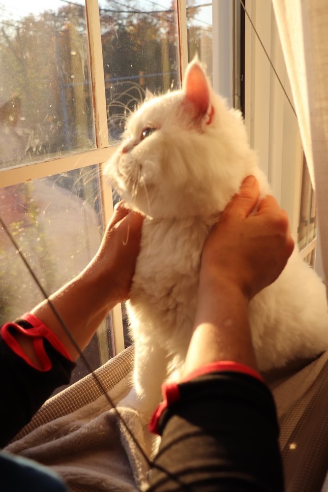 Matthew, an adoptable Ragdoll in Vienna , VA, 22180 | Photo Image 3