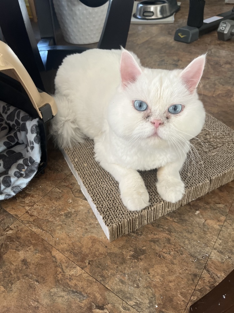 Matthew, an adoptable Ragdoll in Vienna , VA, 22180 | Photo Image 4