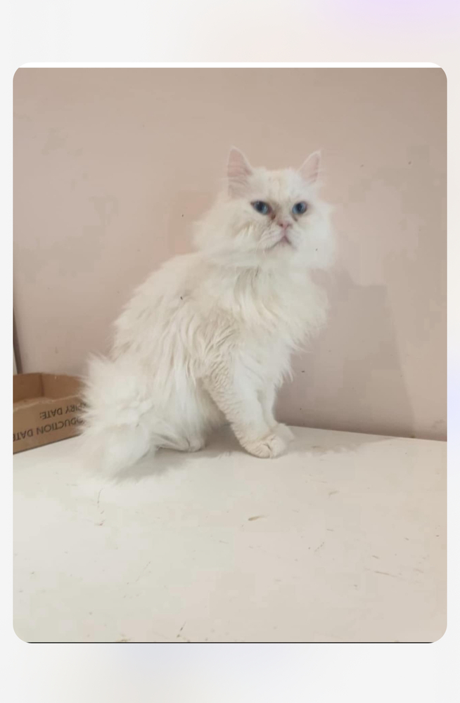 Matthew, an adoptable Ragdoll in Vienna , VA, 22180 | Photo Image 5