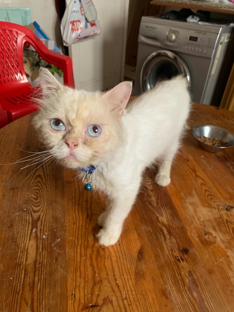 Saydni, an adoptable Himalayan in Marion, CT, 06444 | Photo Image 1