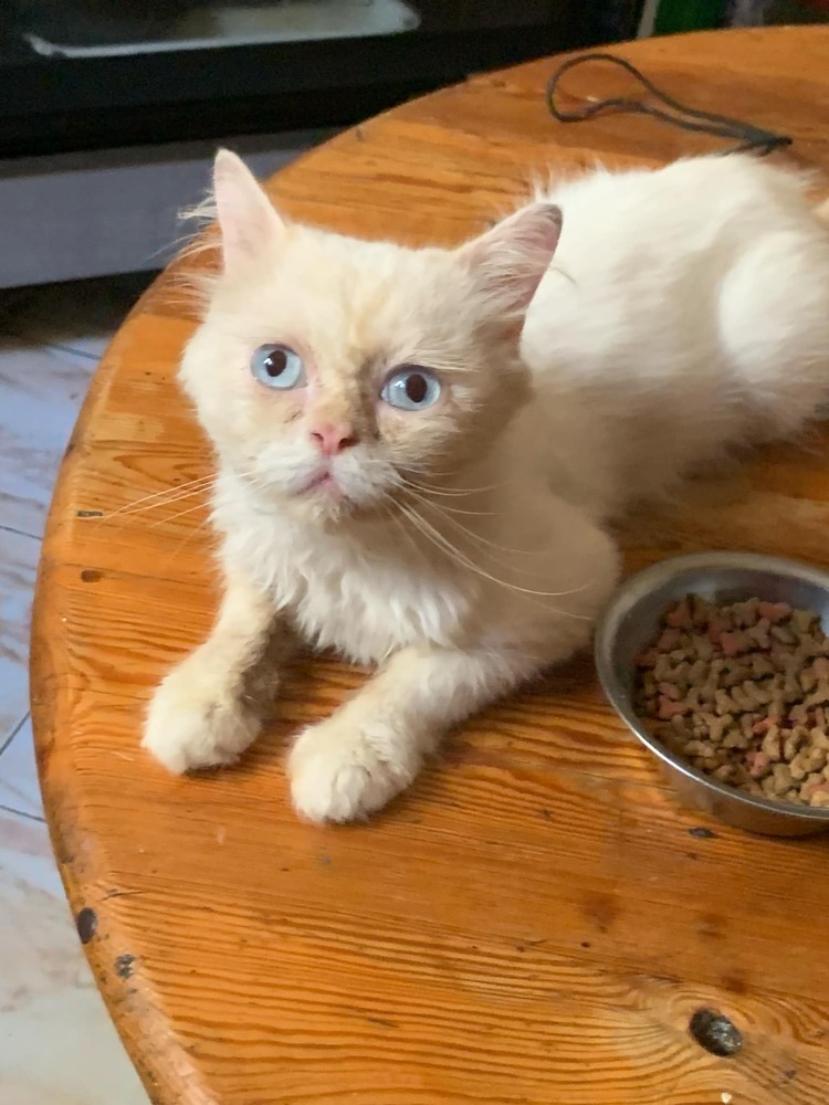 Saydni, an adoptable Himalayan in Marion, CT, 06444 | Photo Image 2