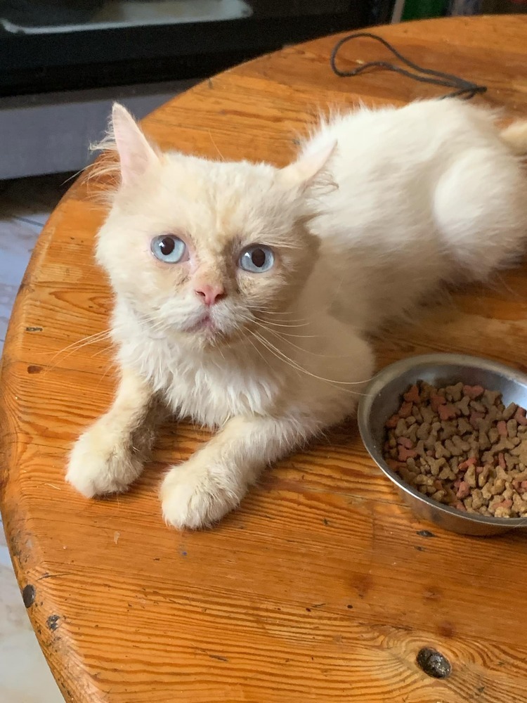 Saydni, an adoptable Himalayan in Marion, CT, 06444 | Photo Image 3