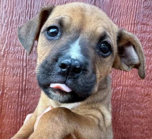 Drake, Baby Male Labrador Retriever