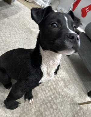 Deedee (In Foster)