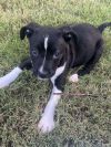Peebles (aka Deedee) (In Foster) photo 2