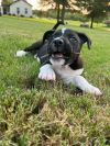 Peebles (aka Deedee) (In Foster) photo 3