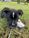 Peebles (aka Deedee) (In Foster) photo 4