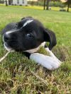 Peebles (aka Deedee) (In Foster) photo 5