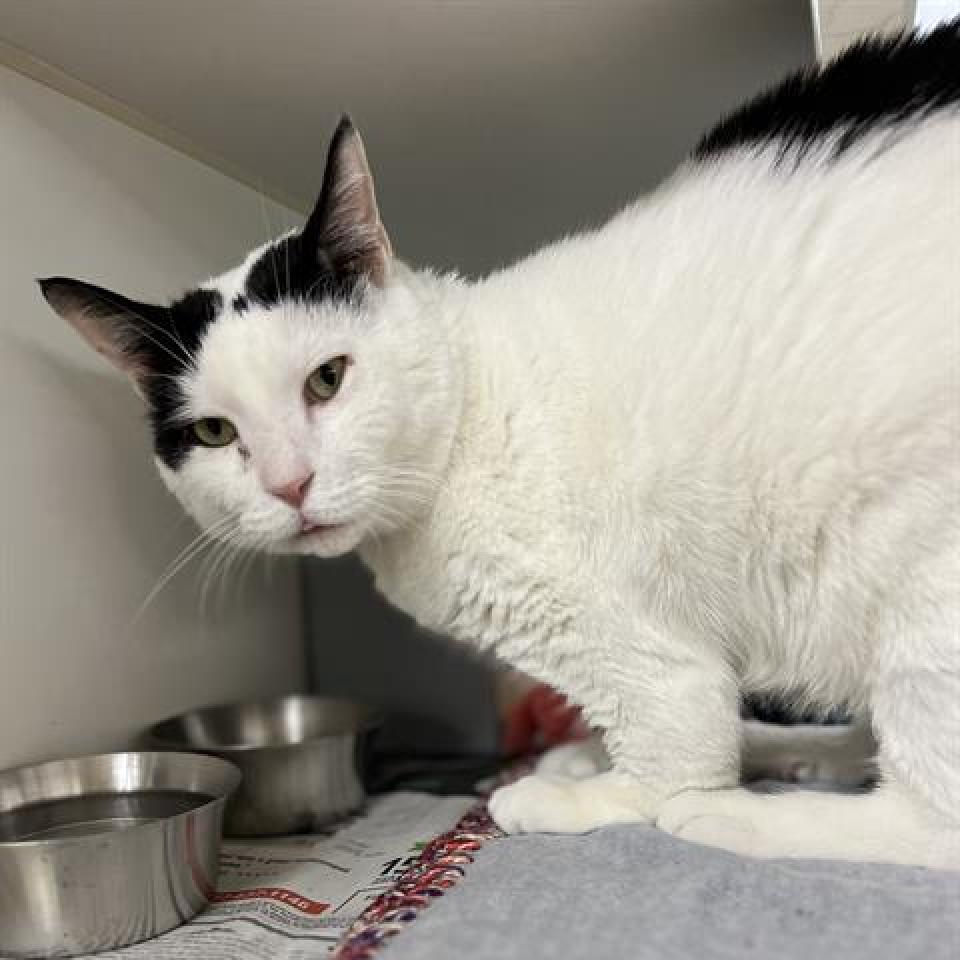 Wallaby, an adoptable Domestic Short Hair in Phoenix, AZ, 85086 | Photo Image 2