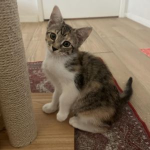 Toph, Young Female Domestic Short Hair