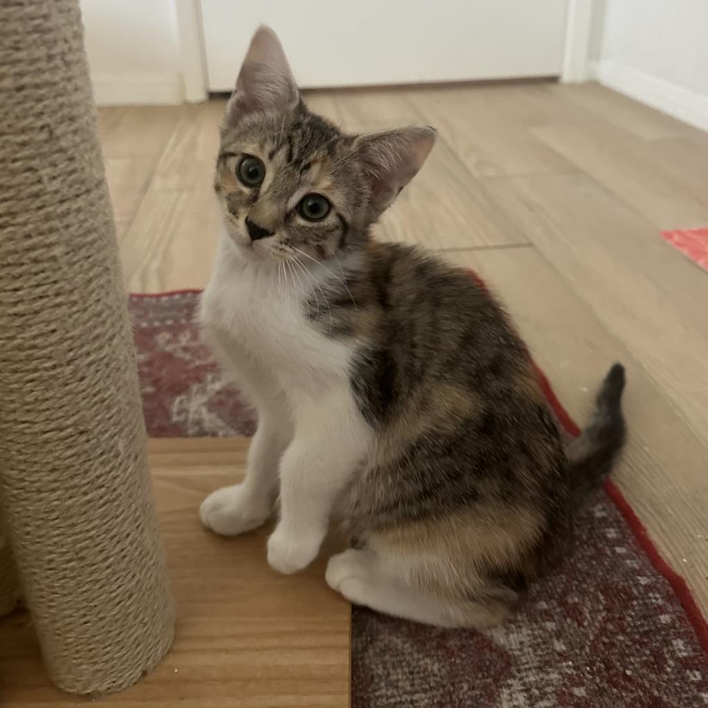Toph, an adoptable Domestic Short Hair in Phoenix, AZ, 85086 | Photo Image 1