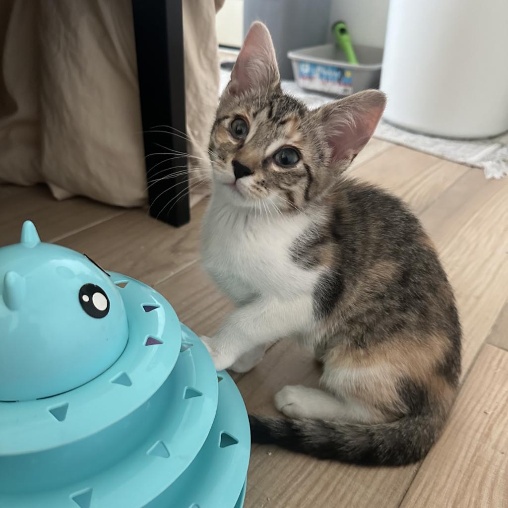 Toph, an adoptable Domestic Short Hair in Phoenix, AZ, 85086 | Photo Image 2