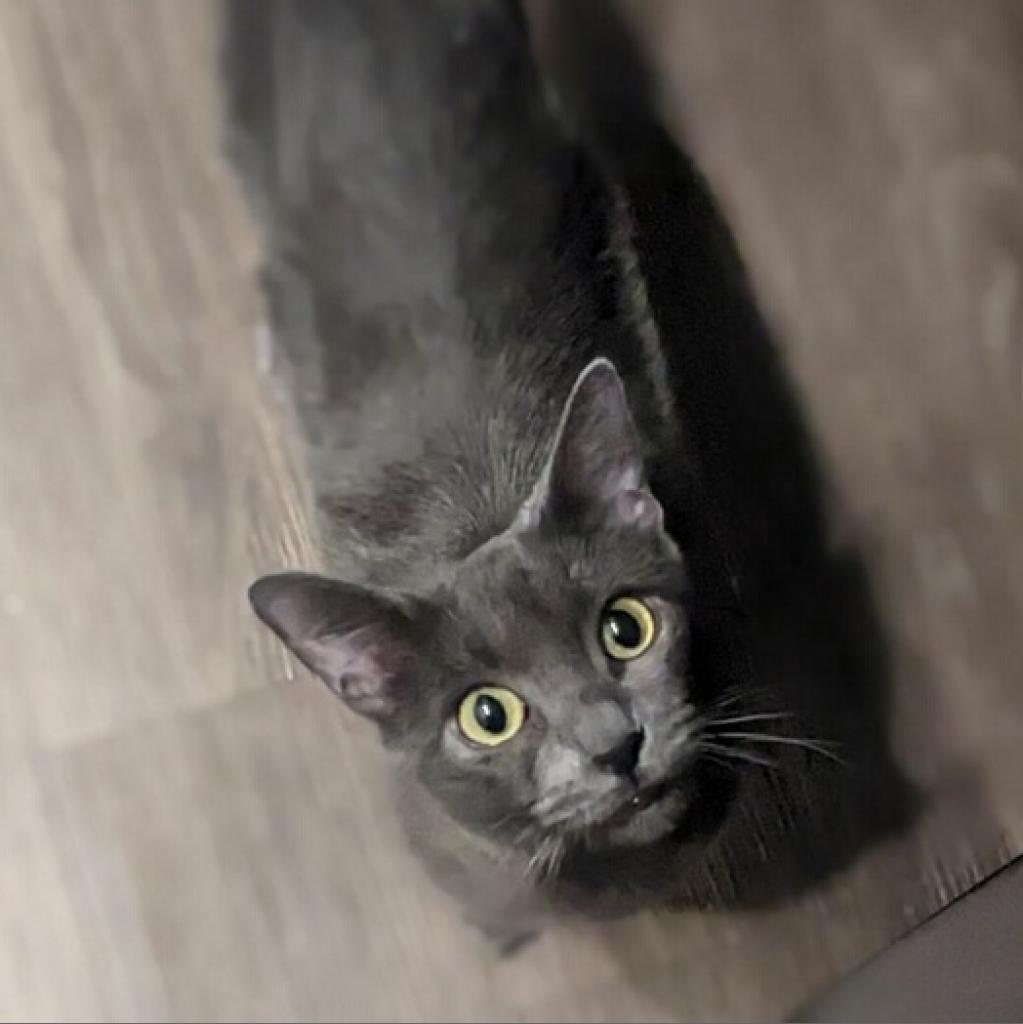 Lily, an adoptable Domestic Short Hair in Phoenix, AZ, 85086 | Photo Image 3