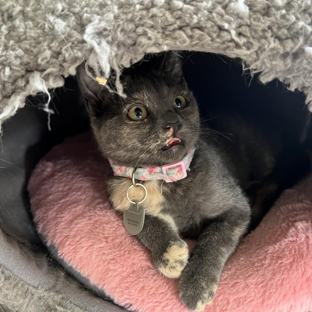 Lady Horth, an adoptable Domestic Short Hair in Phoenix, AZ, 85086 | Photo Image 6