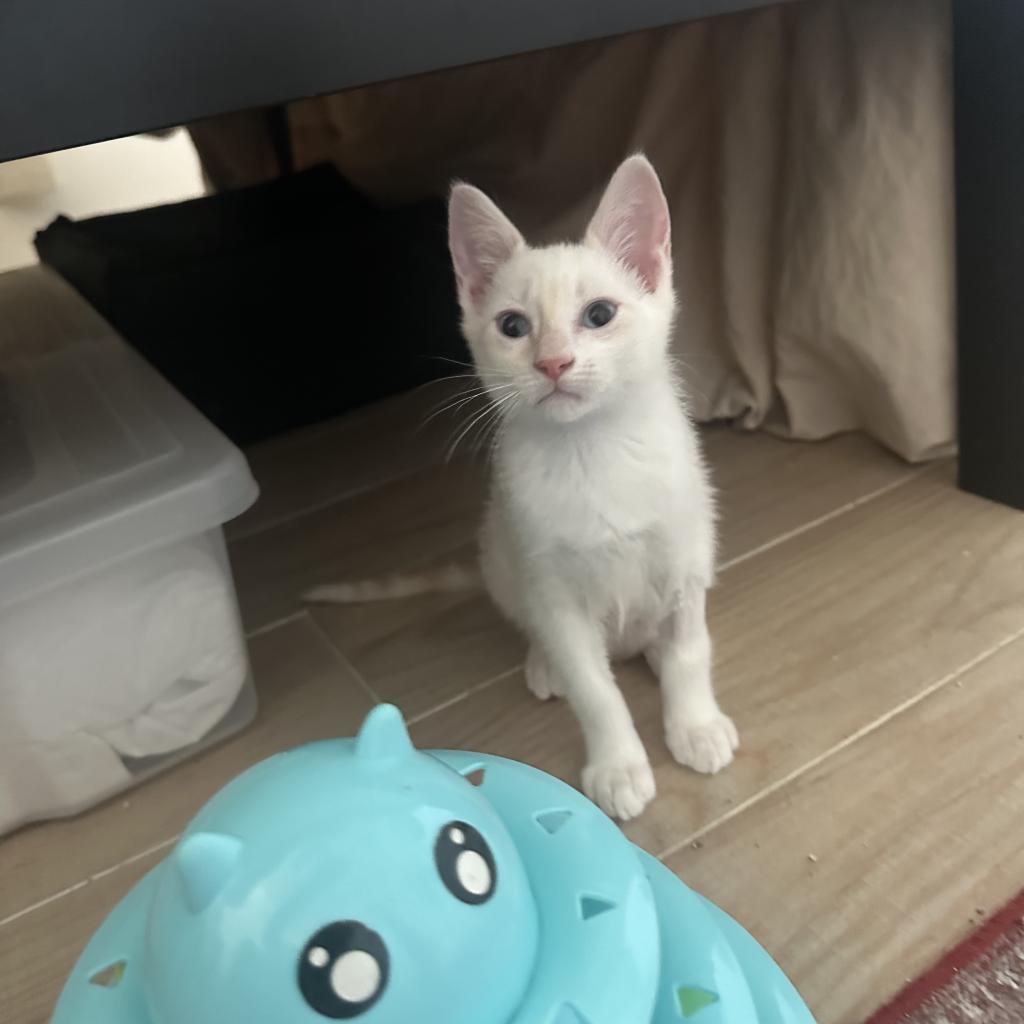 Momo, an adoptable Domestic Short Hair in Phoenix, AZ, 85086 | Photo Image 2