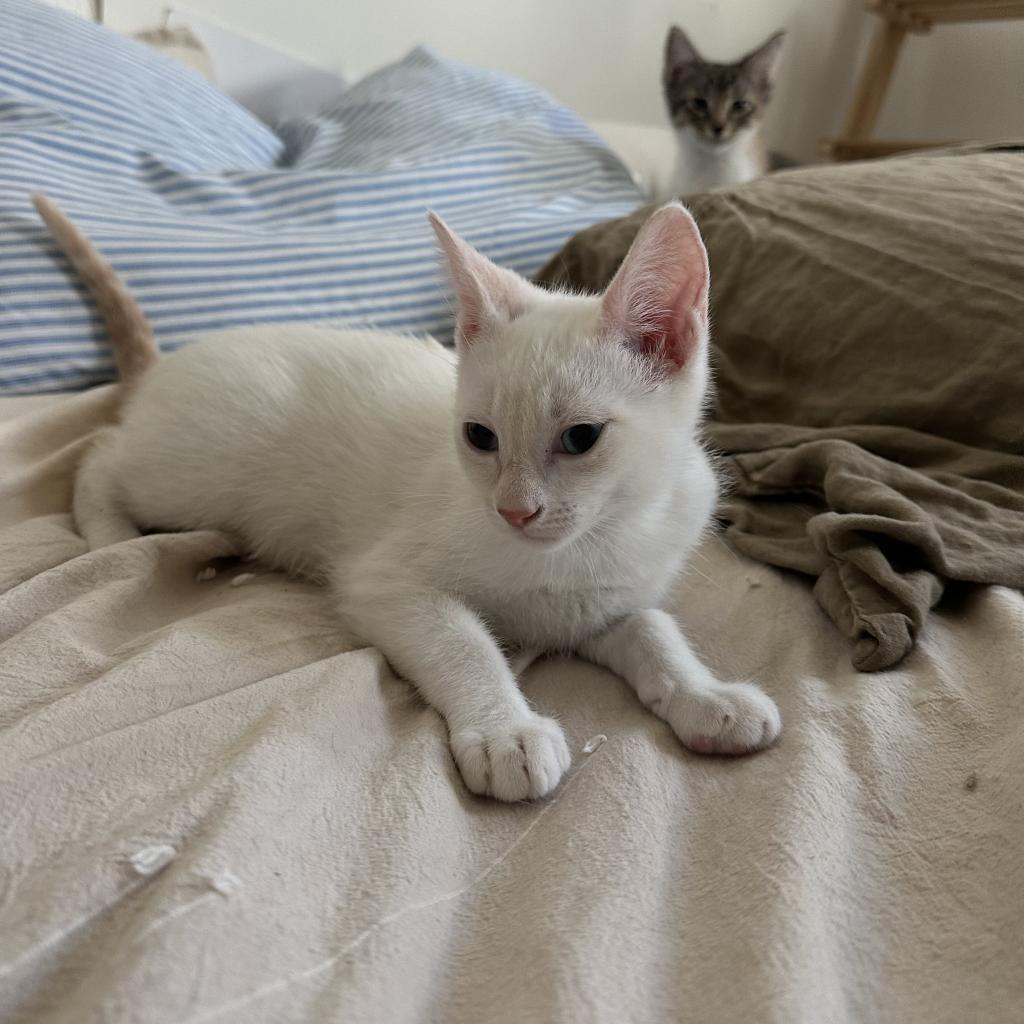 Momo, an adoptable Domestic Short Hair in Phoenix, AZ, 85086 | Photo Image 3