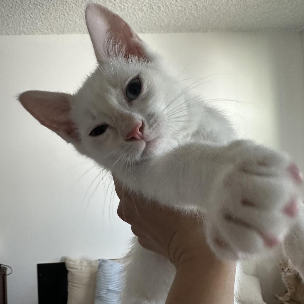 Momo, an adoptable Domestic Short Hair in Phoenix, AZ, 85086 | Photo Image 4