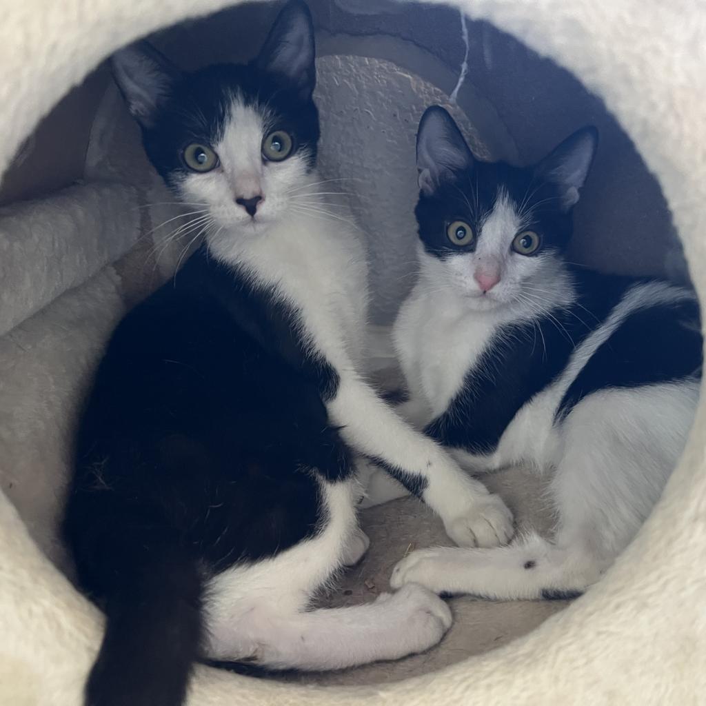 Vanilla Bean, an adoptable Domestic Short Hair in Phoenix, AZ, 85086 | Photo Image 2