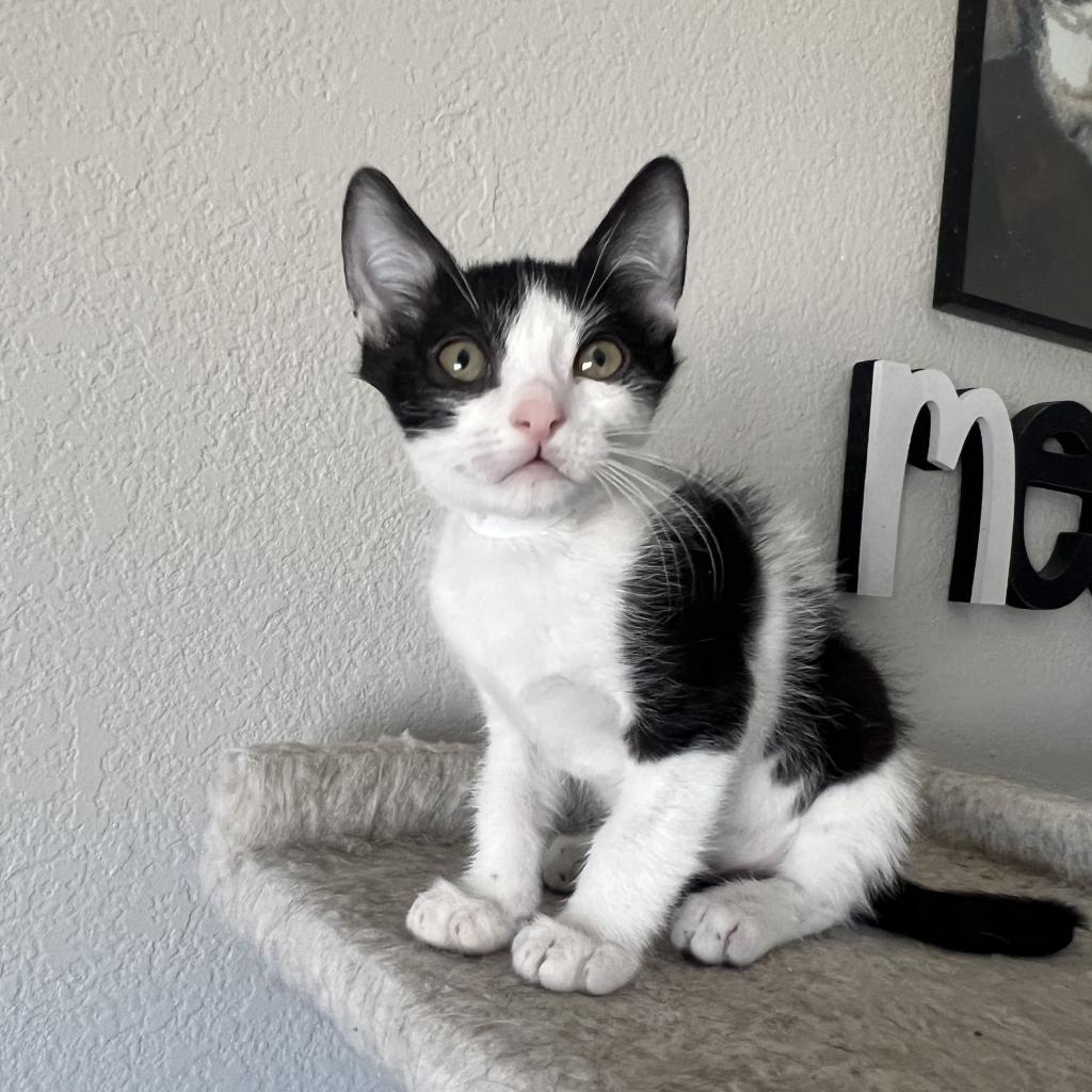 Vanilla Bean, an adoptable Domestic Short Hair in Phoenix, AZ, 85086 | Photo Image 3