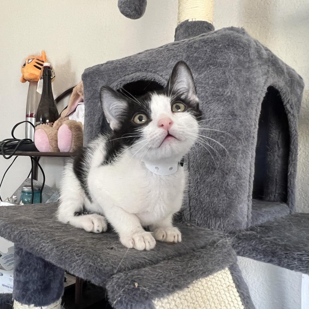 Vanilla Bean, an adoptable Domestic Short Hair in Phoenix, AZ, 85086 | Photo Image 4