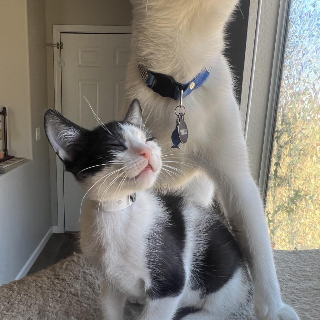 Vanilla Bean, an adoptable Domestic Short Hair in Phoenix, AZ, 85086 | Photo Image 5