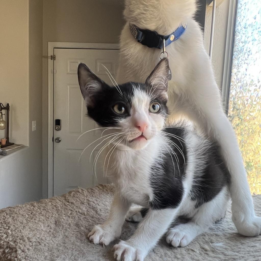 Vanilla Bean, an adoptable Domestic Short Hair in Phoenix, AZ, 85086 | Photo Image 6