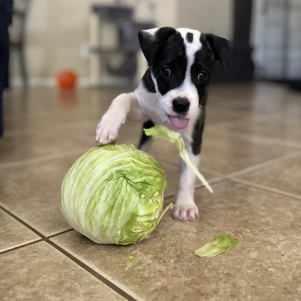 Sir Angus Beefalo, an adoptable Pit Bull Terrier, Australian Cattle Dog / Blue Heeler in Phoenix, AZ, 85086 | Photo Image 1