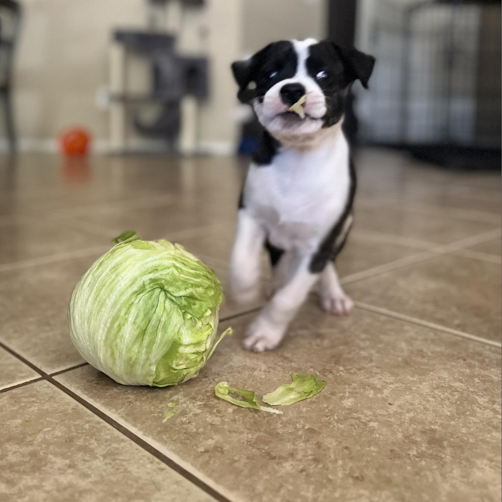 Sir Angus Beefalo, an adoptable Pit Bull Terrier, Australian Cattle Dog / Blue Heeler in Phoenix, AZ, 85086 | Photo Image 3