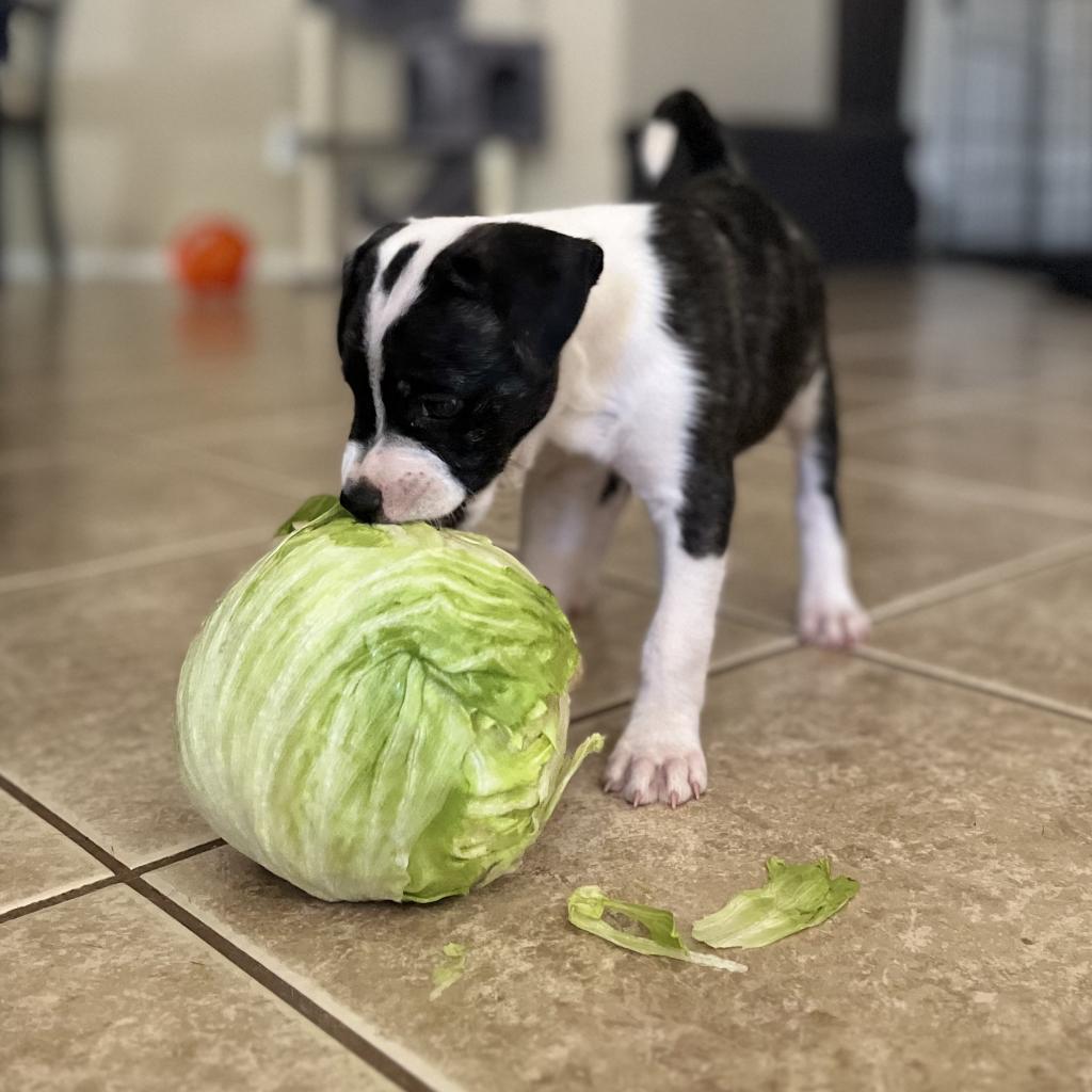 Sir Angus Beefalo, an adoptable Pit Bull Terrier, Australian Cattle Dog / Blue Heeler in Phoenix, AZ, 85086 | Photo Image 4