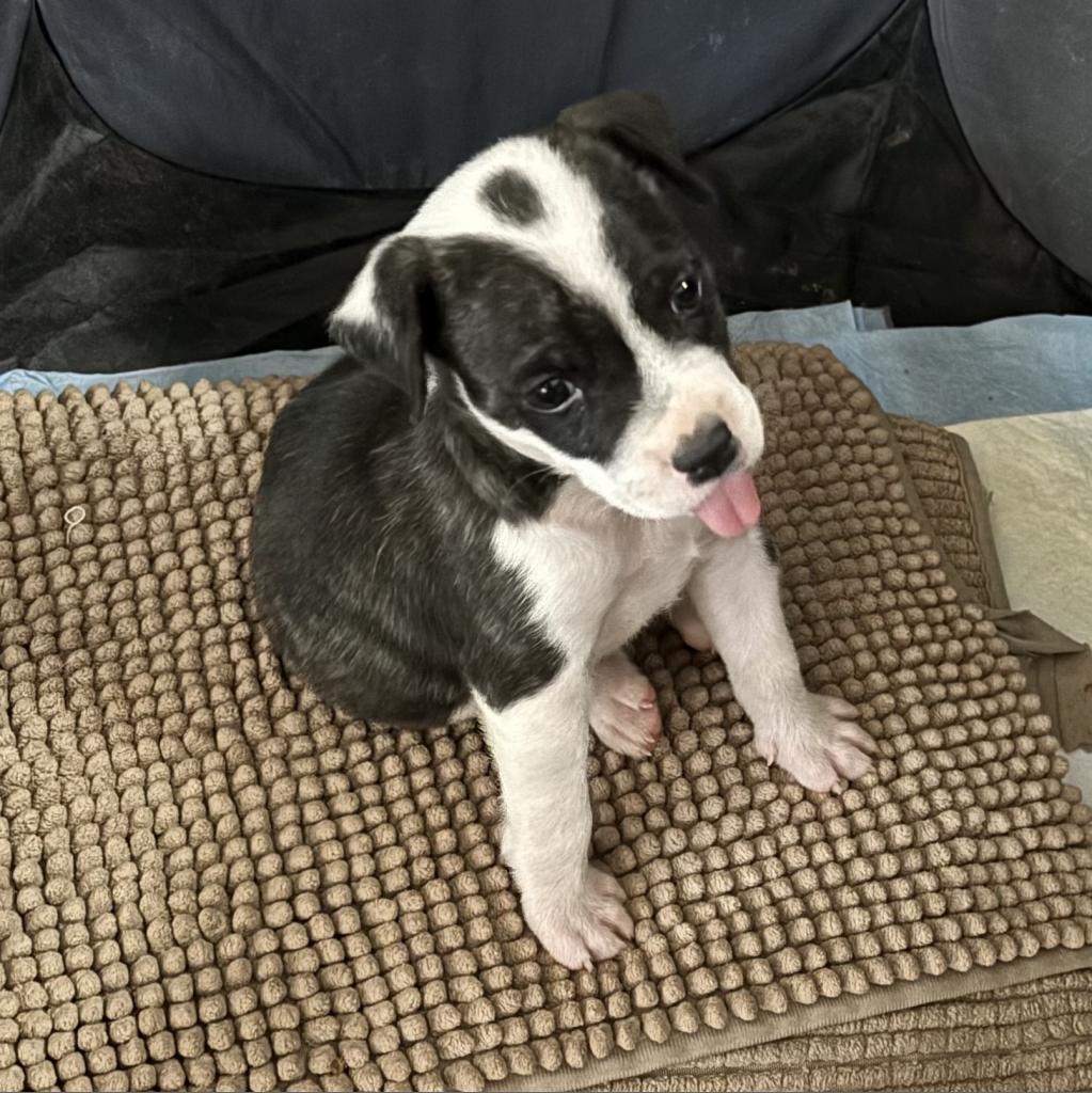 Sir Angus Beefalo, an adoptable Pit Bull Terrier, Australian Cattle Dog / Blue Heeler in Phoenix, AZ, 85086 | Photo Image 6