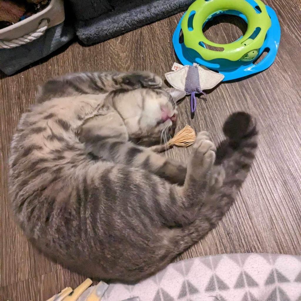 Luka, an adoptable Domestic Short Hair in Phoenix, AZ, 85086 | Photo Image 2