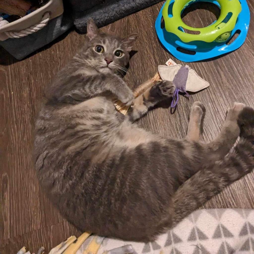 Luka, an adoptable Domestic Short Hair in Phoenix, AZ, 85086 | Photo Image 3