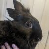 Bashful photo 4