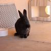 Bashful photo 6