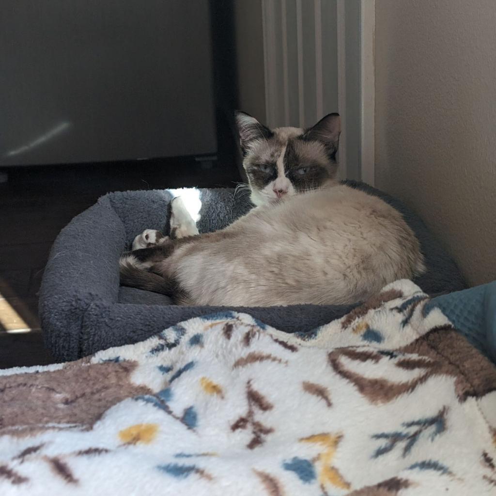 Isla, an adoptable Domestic Medium Hair, Siamese in Phoenix, AZ, 85086 | Photo Image 1