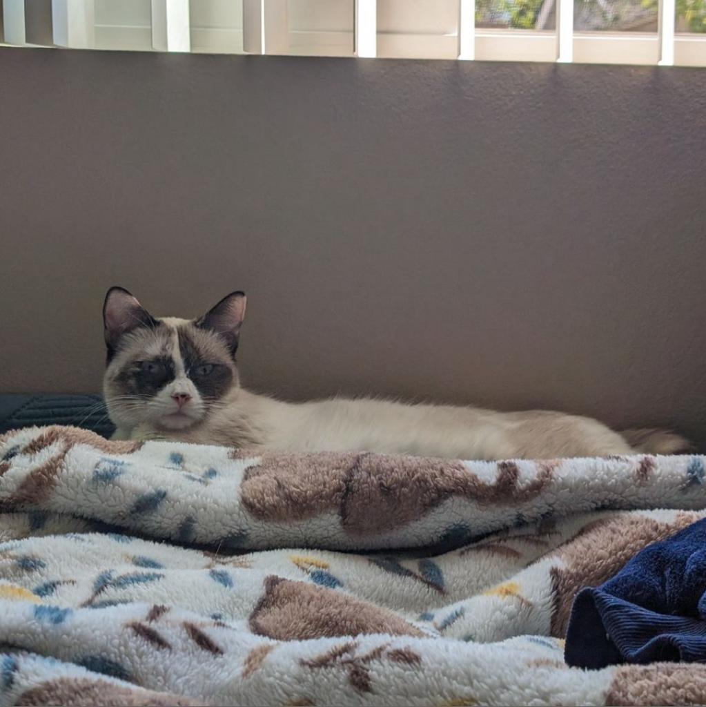 Isla, an adoptable Domestic Medium Hair, Siamese in Phoenix, AZ, 85086 | Photo Image 2