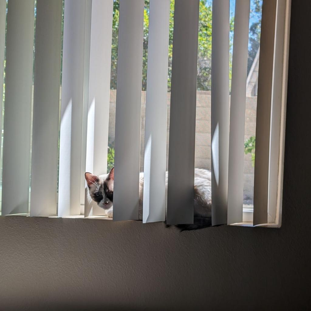 Isla, an adoptable Domestic Medium Hair, Siamese in Phoenix, AZ, 85086 | Photo Image 3