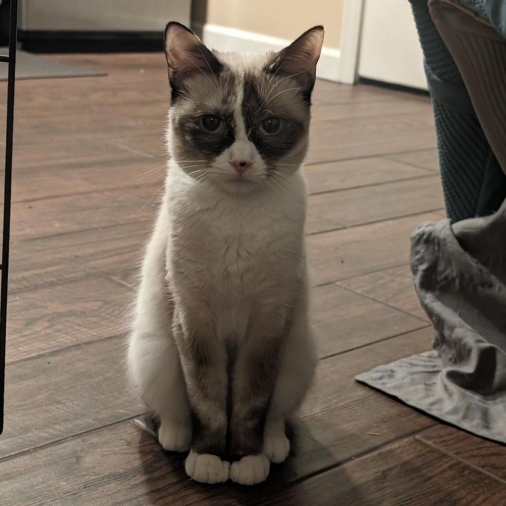 Isla, an adoptable Domestic Medium Hair, Siamese in Phoenix, AZ, 85086 | Photo Image 4