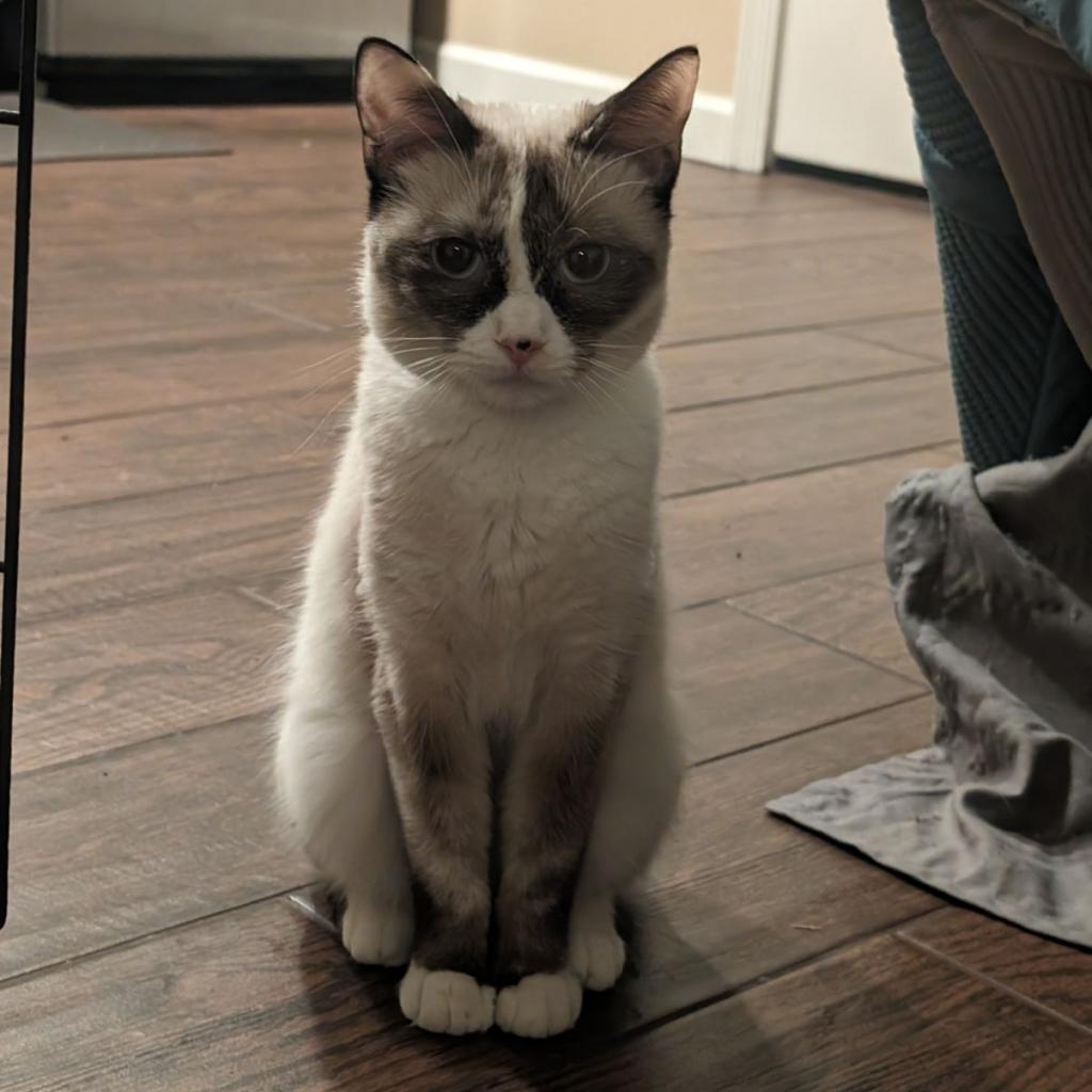Isla, an adoptable Domestic Medium Hair, Siamese in Phoenix, AZ, 85086 | Photo Image 5