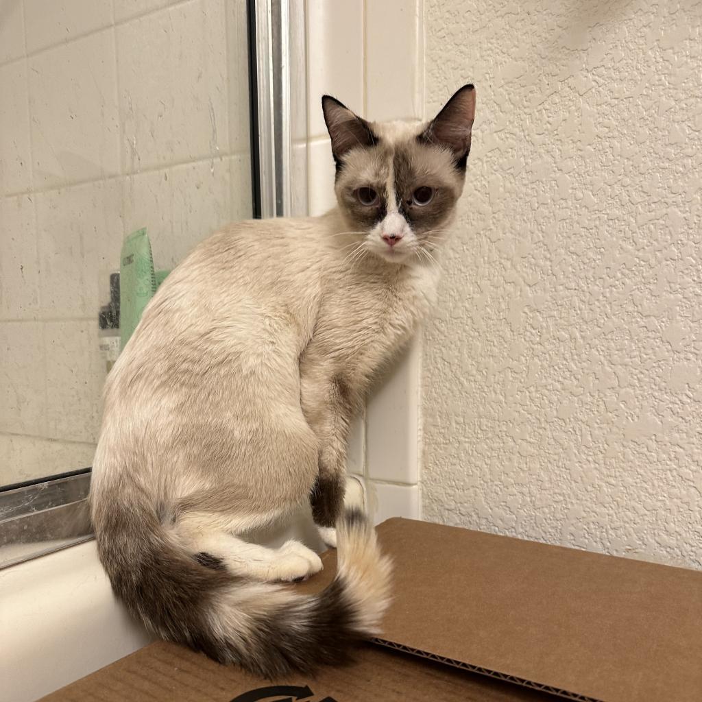 Isla, an adoptable Domestic Medium Hair, Siamese in Phoenix, AZ, 85086 | Photo Image 6