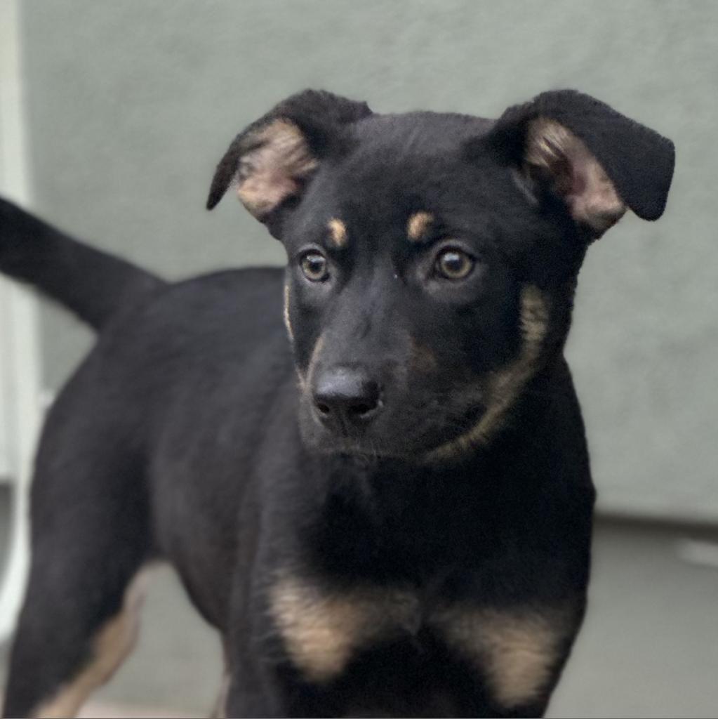 Magnolia, an adoptable German Shepherd Dog, Cattle Dog in Phoenix, AZ, 85086 | Photo Image 1